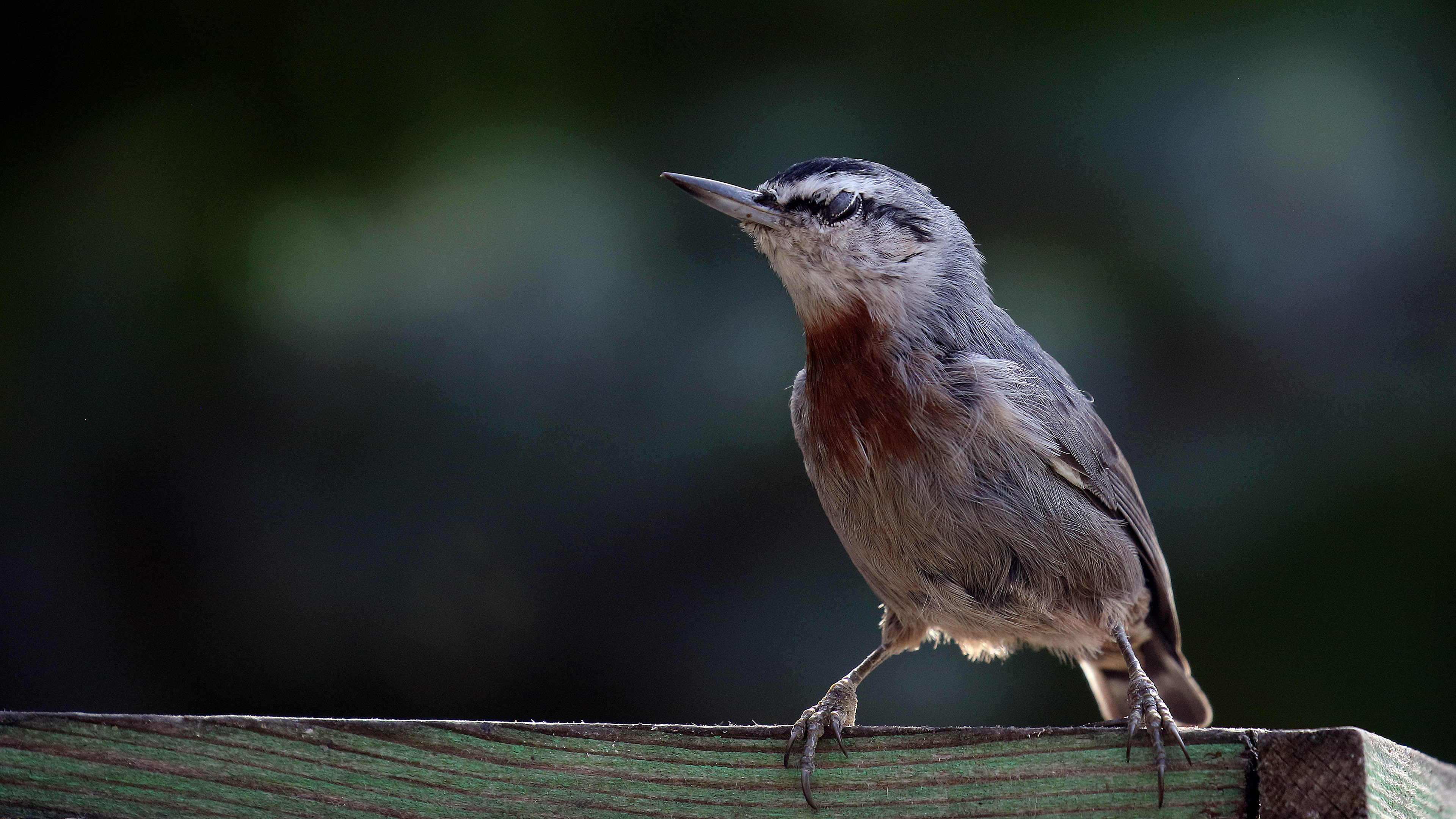 Krüper's Nuthatch